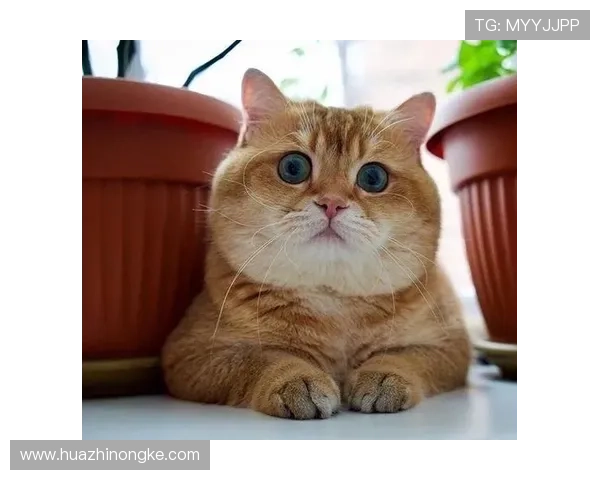 足球明星搞怪外号盘点趣味十足的另类称呼大揭秘